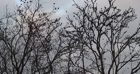 Sığırcık kuşlarının dansı hayran bıraktı