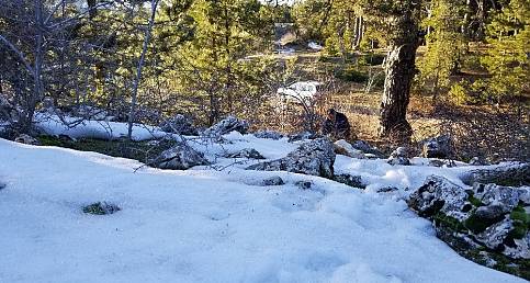 Spil Dağı'nda kardelenler açtı, zarar veren yandı