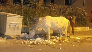 ADALI SİVİL TOPLUM KURULUŞLARINDAN KAMUOYUNA DUYURU