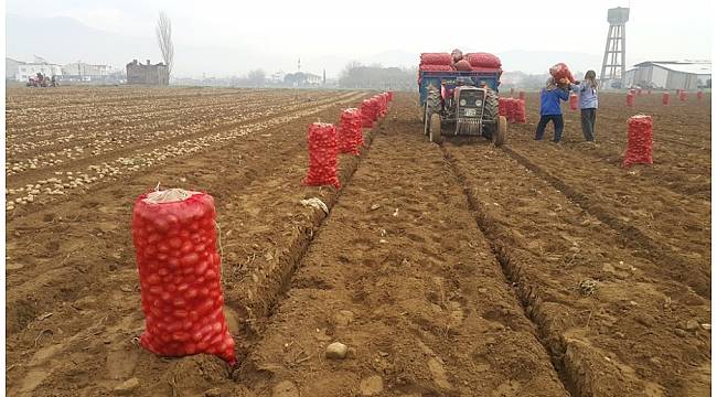 Adana'da dondu, Ödemişli üretici patatese yöneldi