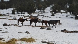 Adana'da yaban hayatı için doğaya yem bırakıldı