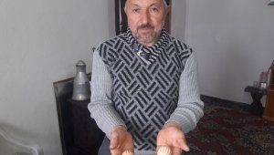 Bu tavuk 'Allah' yazan yumurtalar yumurtluyor