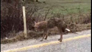 Çanakkale'de yol kenarında bitkin duran çakal köylüleri korkuttu