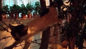 Kedi kalp masajıyla hayata tutundu