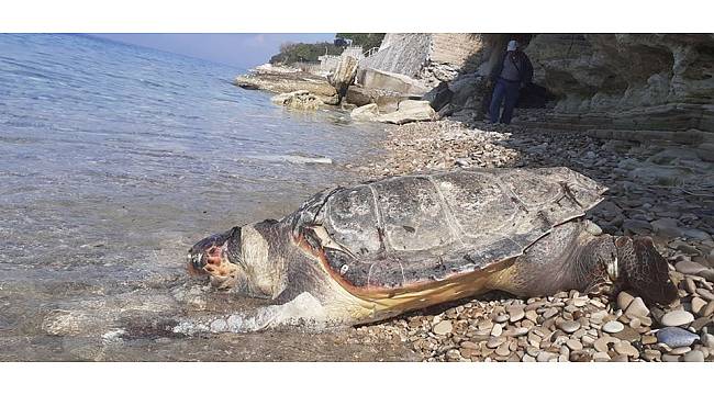 Ölü deniz kaplumbağası kıyıya vurdu