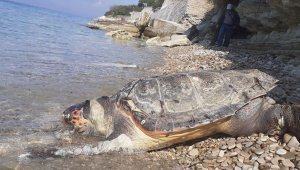 Ölü deniz kaplumbağası kıyıya vurdu