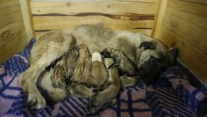 Sokakta doğum yapan köpeğe sahip çıktılar