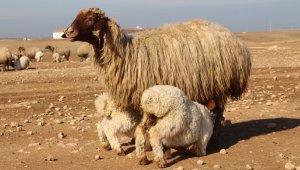 Türkiye'nin en büyük tarım işletmesinde ivesi cinsi koyun popülasyonu artıyor