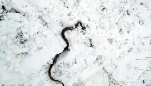 Yılanlar kış uykusundan erken uyandı