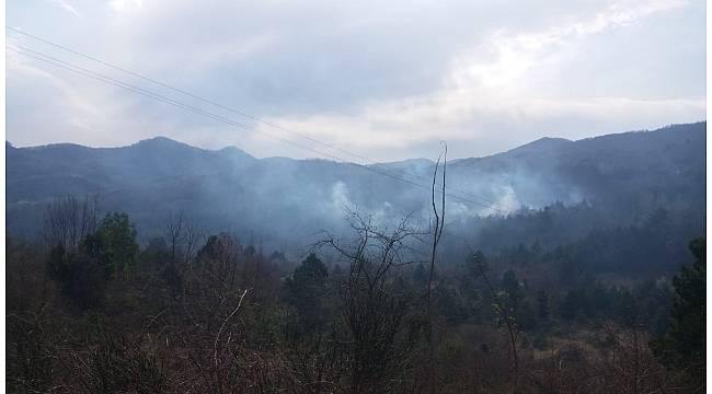 Türkeli'de orman yangını