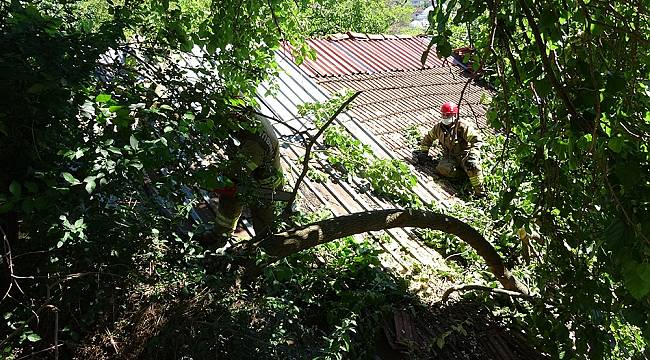 Beykoz'da yarım asırlık dut ağacı binanın üzerine devrildi