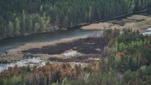 Çernobil yangını bitki örtüsünün yüzde 5'ini yok etti