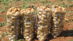Patates üreticisinde fiyat düşecek korkusu