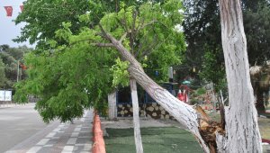 Şiddetli rüzgar ağaçları devirdi