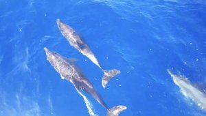 Akdeniz'de yunusların dansı