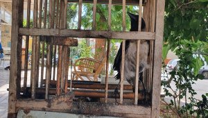 Balıkçının kediden kurtardığı kargayla 8 yıllık dostluğu görenleri şaşırtıyor