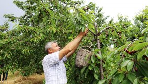 Dalbastı kirazında hasat zamanı