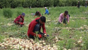 Geçen yıl 6 liraya satılan soğan 50 kuruşa kadar düştü