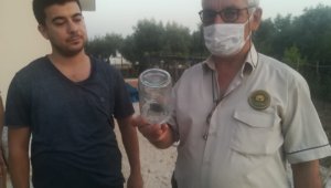 Nadir görülen geyik böceği Osmaniye'de ortaya çıktı