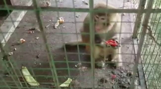 Oto galerideki maymunlar polis operasyonuyla kurtarıldı