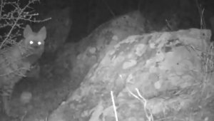 Sırtlanlar fotokapana yakalandı