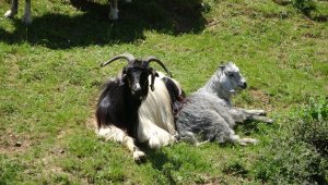 Terör nedeniyle hasret kaldıkları köylerine 27 yıl sonra kavuştular