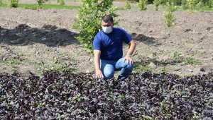 Uzmanından çekirge istilası uyarısı