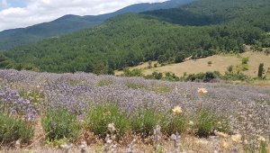 Kazdağları'nda lavanta yetiştiriliyor