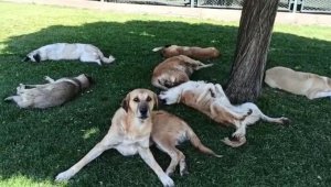Köpek sürüsünü görüntülemek isterken hayatının şokunu yaşadı