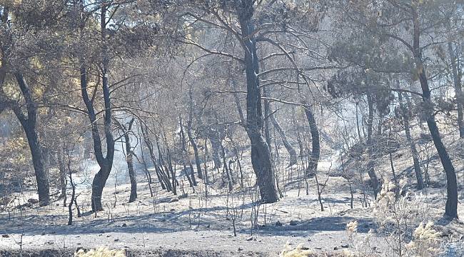 Manisa'daki orman yangını tamamen kontrol altına alındı
