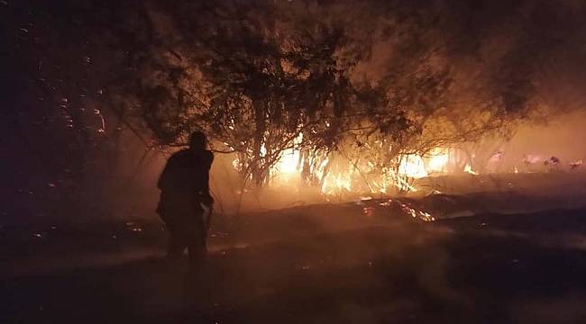 Bingöl'de yangın, bazı ağaçlar zarar gördü