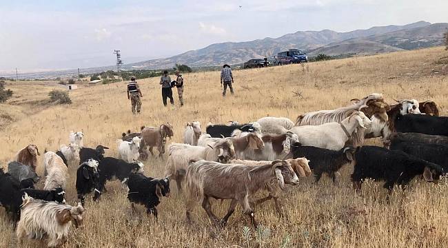 Elazığ'da firar eden hayvanlar, 7 kilometre uzakta drone ile bulundu