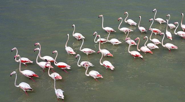 Flamingolar Arin Gölü'nü renklendiriyor