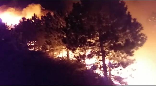 İzmir'de ormanlık alanda çıkan yangın kontrol altında