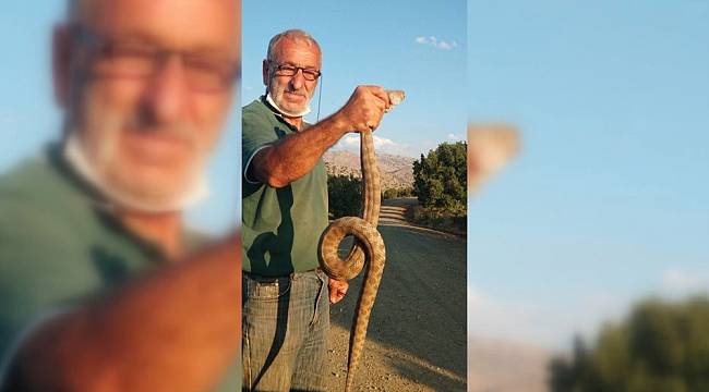 Kendisine saldıran zehirli yılanı boğazından yakaladı
