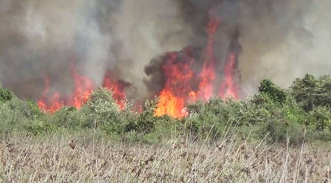 Kızılırmak Deltası'nda yangın devam ediyor