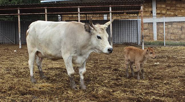 Klon sığır ailesi sürü oldu: Yeni dünyaya gelen yavru ilgi odağı