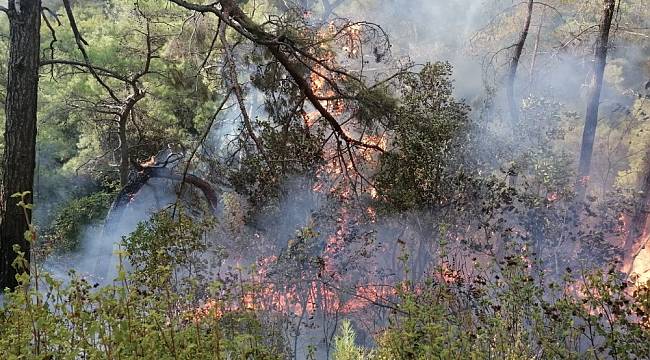 Manavgat'taki orman yangını kontrol altına alındı