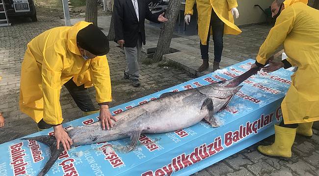 Marmara Denizi açıklarında dev "Kılıç Balığı" yakalandı