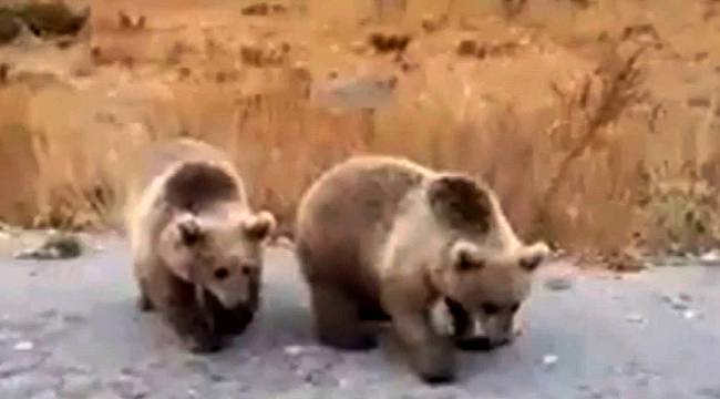 Nemrut ziyaretçilerine kardeş boz ayılardan karşılama