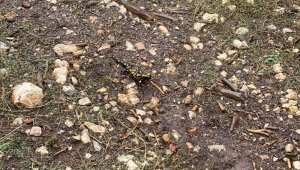 Benekli Anadolu semenderi, Kahramanmaraş'ta görüntülendi