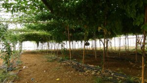 Aşk meyvesi olarak biliniyor, tanesi 20 liradan satılıyor