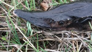 Barajda "yaşayan fosil" yakaladı