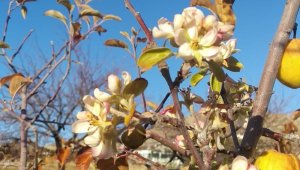 Elma ağacı kış ortasında çiçek açtı