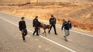 İşkence gören eşek, İzmir'deki çiftliğe gönderilecek