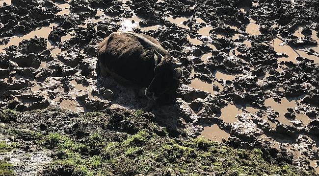 Beykoz'da çamura saplanan inek kurtarıldı