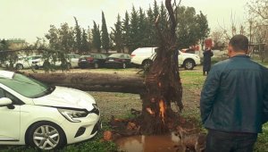 Devrilen ağaç otomobili pert etti