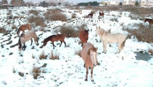 Drone gören yılkı atları poz verdi