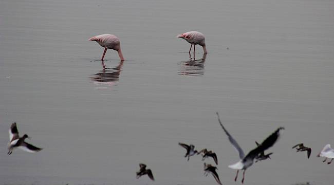 Güzellikleri ile büyüleyen flamingolar İzmit Körfezi'ni mesken tuttu