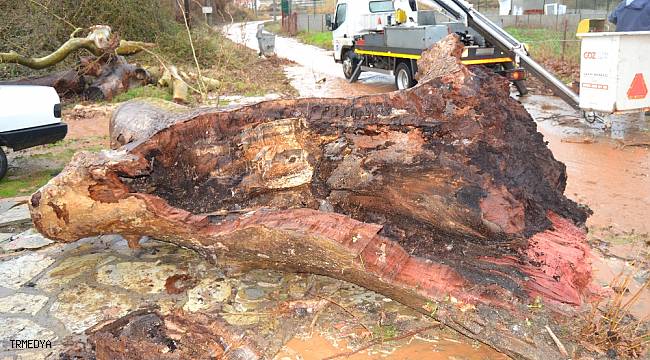 Manisa'da fırtına 430 yıllık çınar ağacına zarar verdi